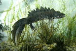 Great crested newt